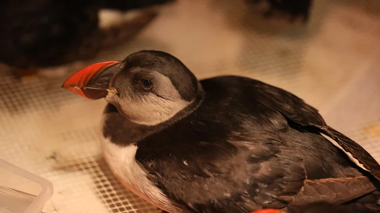 Après les tempêtes, des macareux soignés en Gironde retrouvent enfin le chemin du large