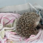 Hérisson titubant dans votre jardin : que faire si son état semble préoccupant ?