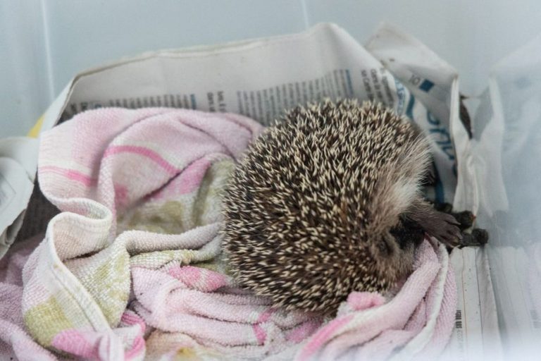 Hérisson titubant dans votre jardin : que faire si son état semble préoccupant ?