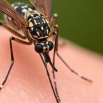 Il faut faut "anticiper" l'épidémie de chikungunya aux Antilles et en Guyane "en vaccinant les personnes les plus fragiles", estime un épidémiologiste