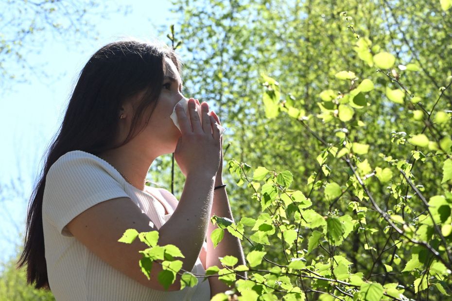 Allergie aux pollens : indice de pollen élevé dans plusieurs départements de la région Centre-Val de Loire, les bons réflexes à avoir