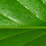 Élimination définitive des boues d'épuration : enjeux et méthodes