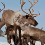 Hydro-Québec, Énergir et Boralex face aux éoliennes dans l'habitat des caribous de Charlevoix