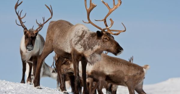 Hydro-Québec, Énergir et Boralex face aux éoliennes dans l'habitat des caribous de Charlevoix