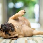 Mon chien dort sur le dos : est-ce normal ?