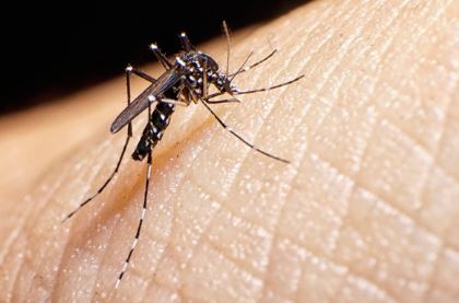 Webinaire collectivités : Plans de gestion communaux pour lutter contre le moustique tigre