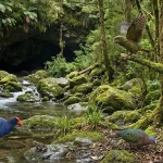 Des scientifiques découvrent une capsule temporelle vieille d'un million d'années en Nouvelle-Zélande.