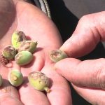 Un violent orage de grêle détruit des hectares d'arbres fruitiers en quelques minutes