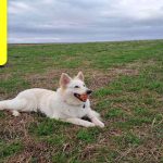 O’Bella : Qui l'a aperçue récemment ? ⋆ Savoir Animal