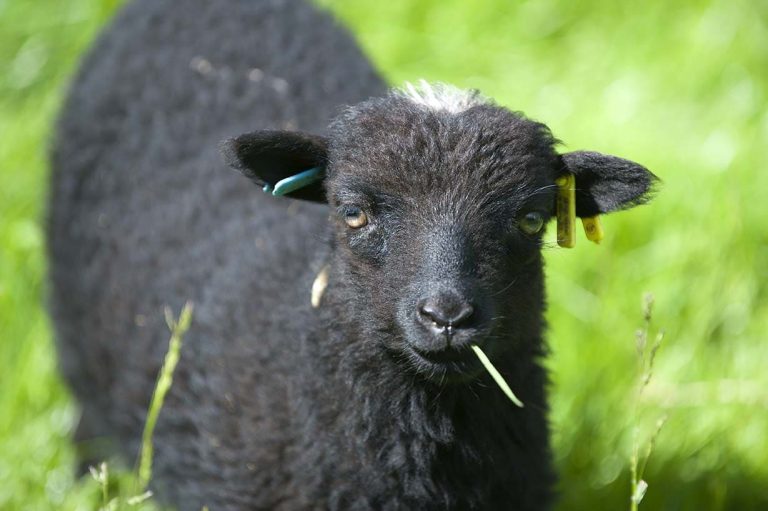 Tonte des moutons à l'Écomusée de la Bintinais à Rennes : un événement à ne pas manquer