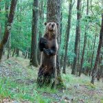 Biodiversité dans les Pyrénées : l'augmentation des ours bruns déçoit les défenseurs des plantigrades