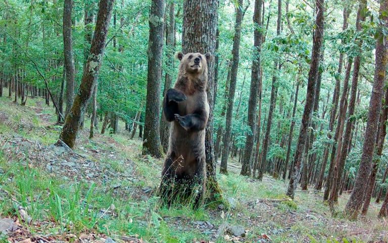 Biodiversité dans les Pyrénées : l'augmentation des ours bruns déçoit les défenseurs des plantigrades