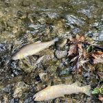 Pollution dans un ruisseau : un millier de poissons morts suscite la colère des pêcheurs