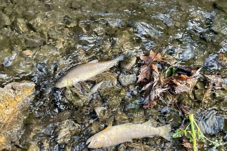 Pollution dans un ruisseau : un millier de poissons morts suscite la colère des pêcheurs