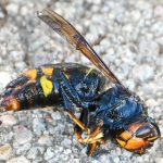 Vosges. Frelon asiatique : « On pourrait atteindre 5 000 nids cette année », avertit le Groupement de défense sanitaire des Vosges