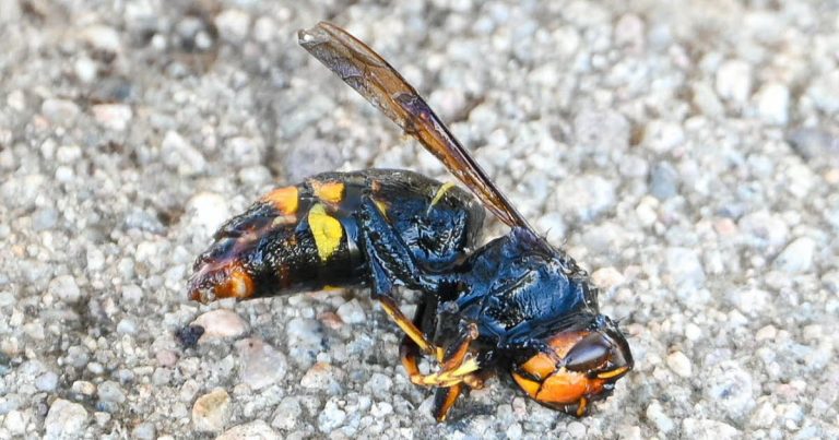 Vosges. Frelon asiatique : « On pourrait atteindre 5 000 nids cette année », avertit le Groupement de défense sanitaire des Vosges