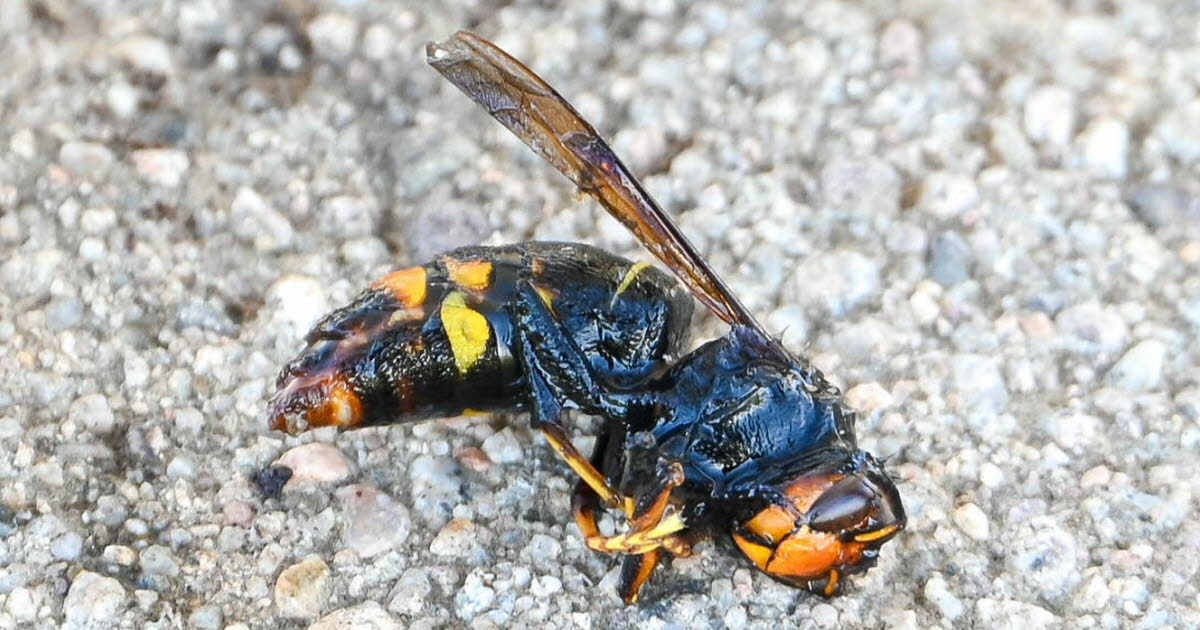 Vosges : le Groupement de défense sanitaire alerte sur 5 000 nids de frelons asiatiques cette année.