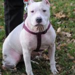 Dole. « J’ai vu mon chien qui rendait son dernier souffle » : le maître du pitbull qui avait attaqué des passants jugé