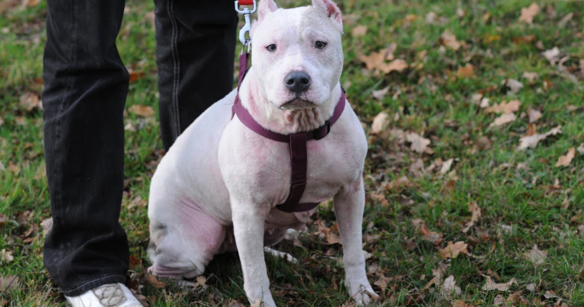 Dole : le maître du pitbull jugé après l'attaque de passants et la mort de son chien