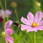 Jardin : créez une prairie fleurie d'annuelles d'été selon vos envies