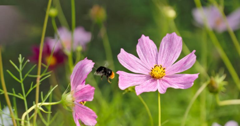 Jardin : créez une prairie fleurie d'annuelles d'été selon vos envies