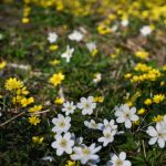 Météo : accalmie prévue dans le ciel de Saône-et-Loire ce vendredi
