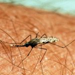 États-Unis : un étudiant se confine avec une centaine de moustiques pour une expérience scientifique