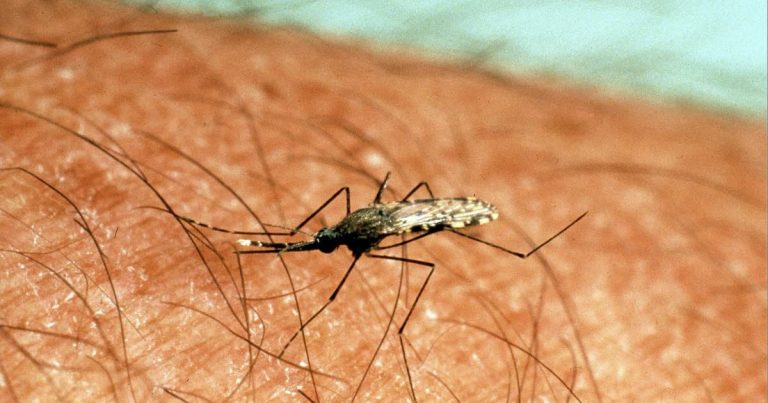 États-Unis : un étudiant se confine avec une centaine de moustiques pour une expérience scientifique