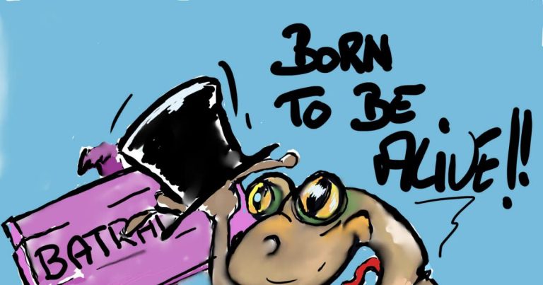 Dessin. Jacky propose des mesures pour protéger les batraciens à Riedseltz