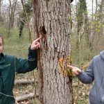Ottmarsheim : le bois mort, un écosystème riche en biodiversité