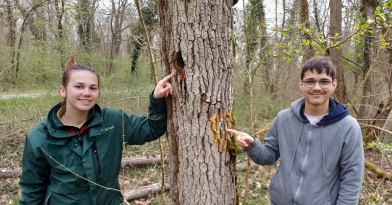 Ottmarsheim : le bois mort, un écosystème riche en biodiversité
