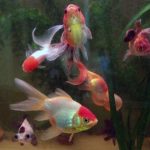 Les mercredis de Sainte-Lucie : événements culturels en Corse