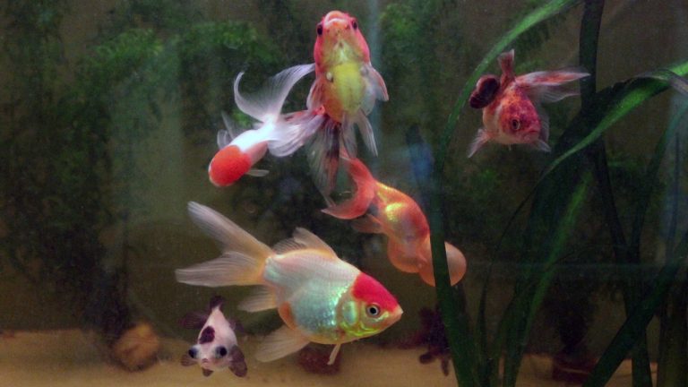 Les mercredis de Sainte-Lucie : événements culturels en Corse