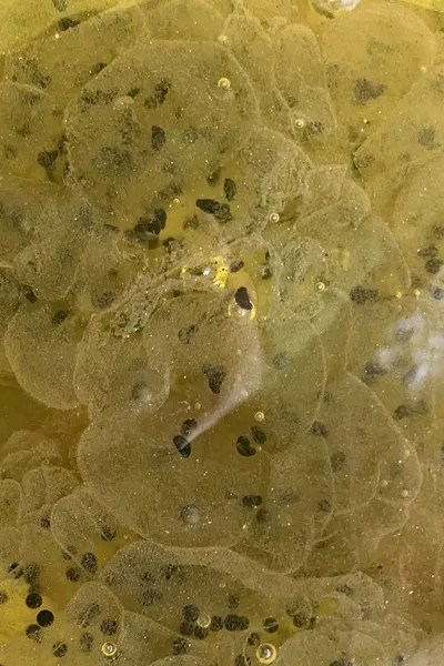 Ponte de grenouilles