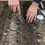 Potager : découvrez le détail sous terre qui fait échouer vos semis de betteraves chaque année