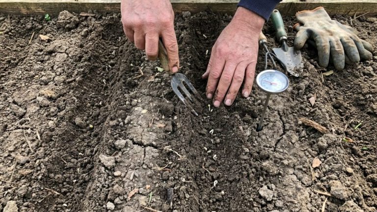 Potager : découvrez le détail sous terre qui fait échouer vos semis de betteraves chaque année