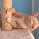 Investissez votre temps et votre argent dans Django, pas vos jetons