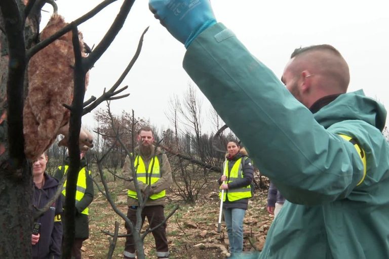 Une association forme des bénévoles pour secourir les animaux blessés par les incendies