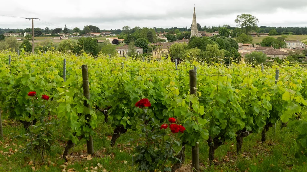 Sauternes : les enjeux contemporains d'un vignoble emblématique