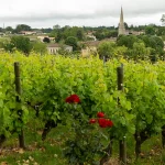 Sauternes : les enjeux contemporains d'un vignoble emblématique