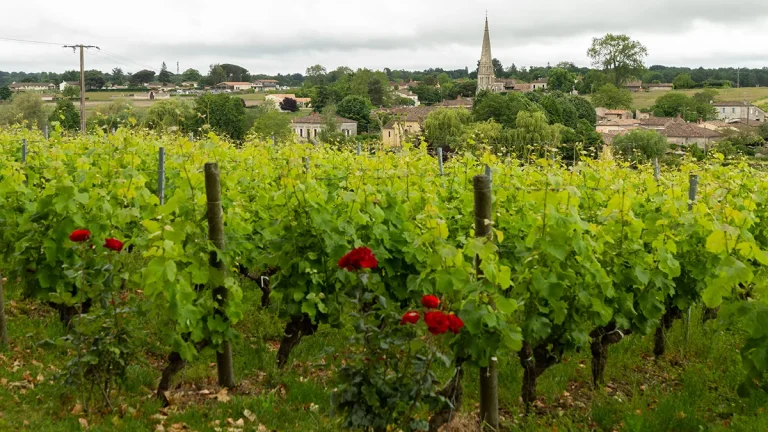 Sauternes : les enjeux contemporains d'un vignoble emblématique