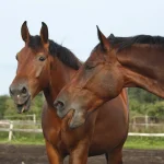 Le cheval chante et siffle : analyse du hennissement et de ses sons