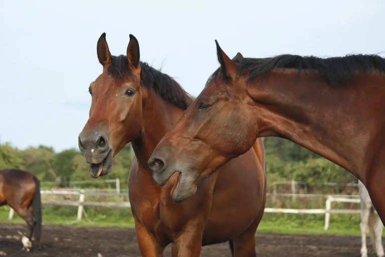 Le cheval chante et siffle : analyse du hennissement et de ses sons
