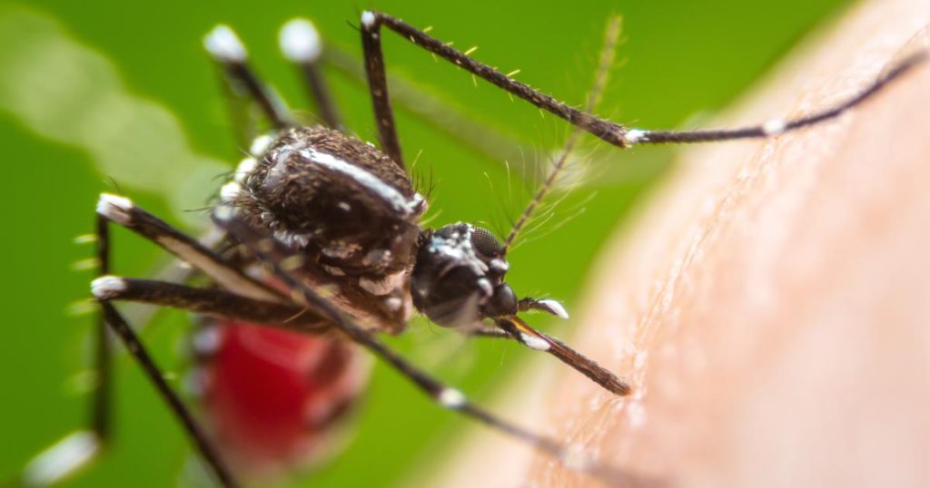 Chikungunya : l'ARS face au défi de la vaccination pour éviter une nouvelle épidémie