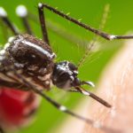 Chikungunya : l'ARS face au défi de la vaccination pour éviter une nouvelle épidémie