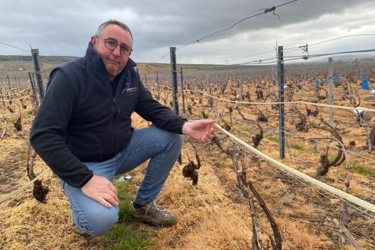 Risque de gel : les vignerons s'adaptent avec aspersion d'eau et tubes infrarouges