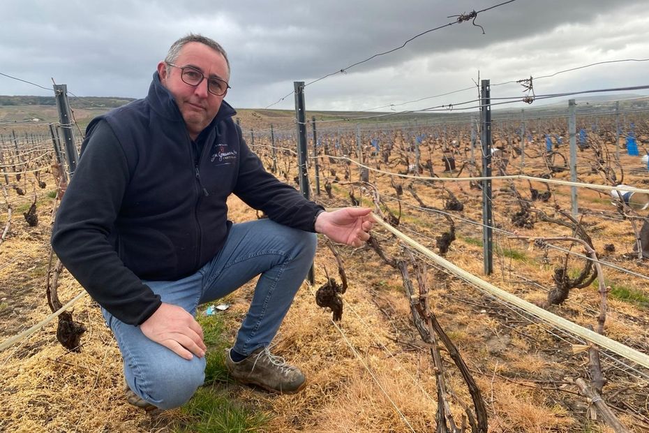 Risque de gel : les vignerons s'adaptent avec aspersion d'eau et tubes infrarouges