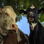 Une seule santé : l'UICN France demande l'intégration de la biodiversité dans les politiques de santé