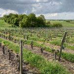 Chute des températures. “On serre les fesses”, les viticulteurs craignent le gel sur leurs vignes