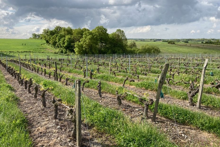 Chute des températures. “On serre les fesses”, les viticulteurs craignent le gel sur leurs vignes
